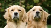 O estudo analisou o comportamento de cães da raça golden retrievers | Foto: Wirestock/Freepik