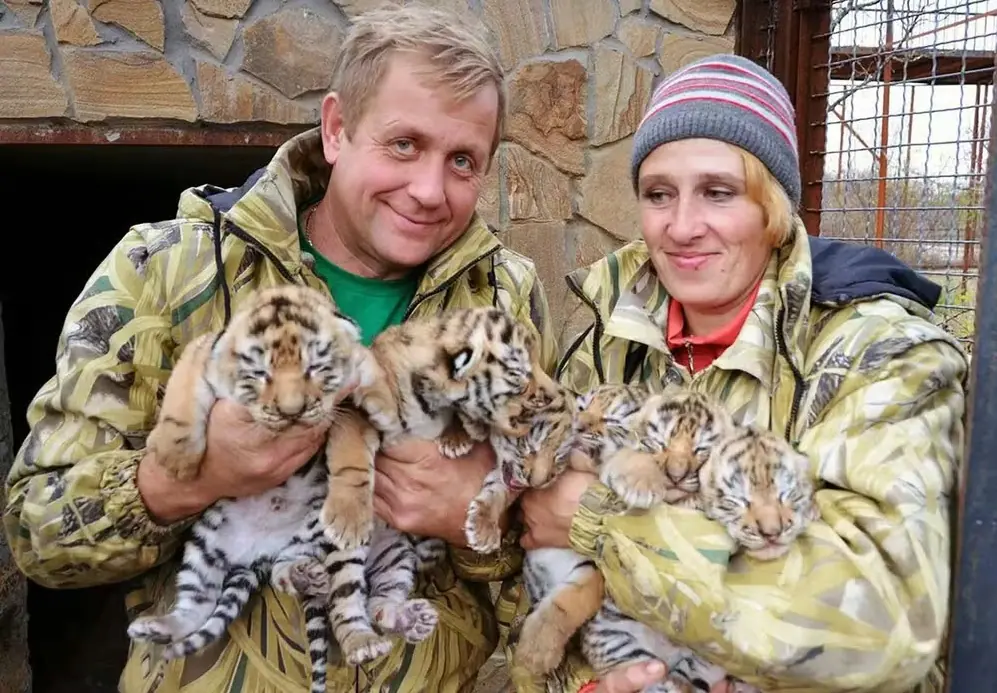 Oleg Zubkov ao lado de Leokadia Perevalova, com filhotes de tigre nos braços. A dupla trabalhava no Parque Taigan | Foto: Reprodução/Redes sociais