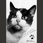 Imagem da gata que viajou ao espaço