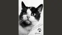 Imagem da gata que viajou ao espaço