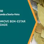 Além dos benefícios para a saúde, o louro pode ser usado para limpeza de ambiente e trazer prosperidade | Foto: Divulgação/Revista Oeste