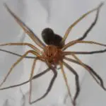 A aranha-marrom (foto) é uma das que mais causam acidentes no Brasil