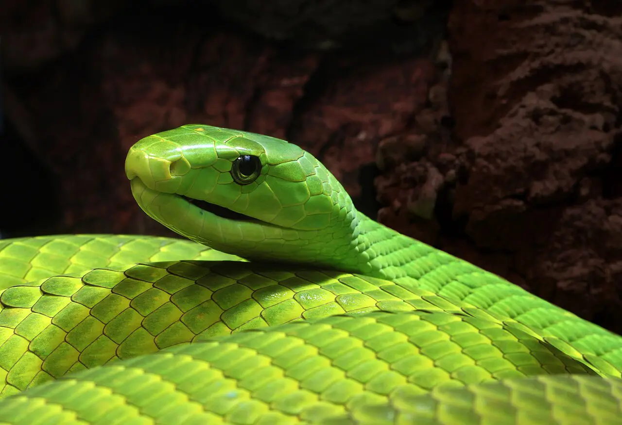 A mamba-verde-oriental é uma das mais bonitas – e perigosas – espécies de cobra da África | Foto: Holger Krisp/Wikimedia Commons