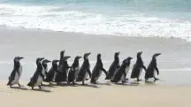 A soltura mais recente ocorreu na última quarta-feira, 23, quando 14 pinguins voltaram ao oceano na Praia do Moçambique, em Florianópolis | Foto: Divulgação/R3 Animal