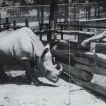 Rinoceronte Cacareco