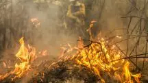 Incêndios florestais