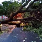 Ventos derrubam árvore em Porto Alegre