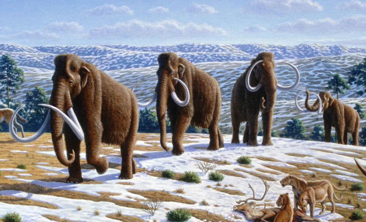 O mamute é um animal extinto há mais de 10 mil anos | Foto: Reprodução/Wikimedia Commons