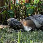 Espécie pode pesar mais de 50 quilos | Foto: Divulgação/Conservancy of Southwest Florida