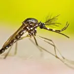 Aedes aegypti, o mosquito da dengue: testes para encontrar medicamento que ajude a conter avanço da doença, cujo número de vítimas fatais supera as estatísticas em relação à covid-19 | Foto: Ministério da Saúde/Divulgação
