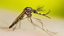 Aedes aegypti, o mosquito da dengue: testes para encontrar medicamento que ajude a conter avanço da doença, cujo número de vítimas fatais supera as estatísticas em relação à covid-19 | Foto: Ministério da Saúde/Divulgação