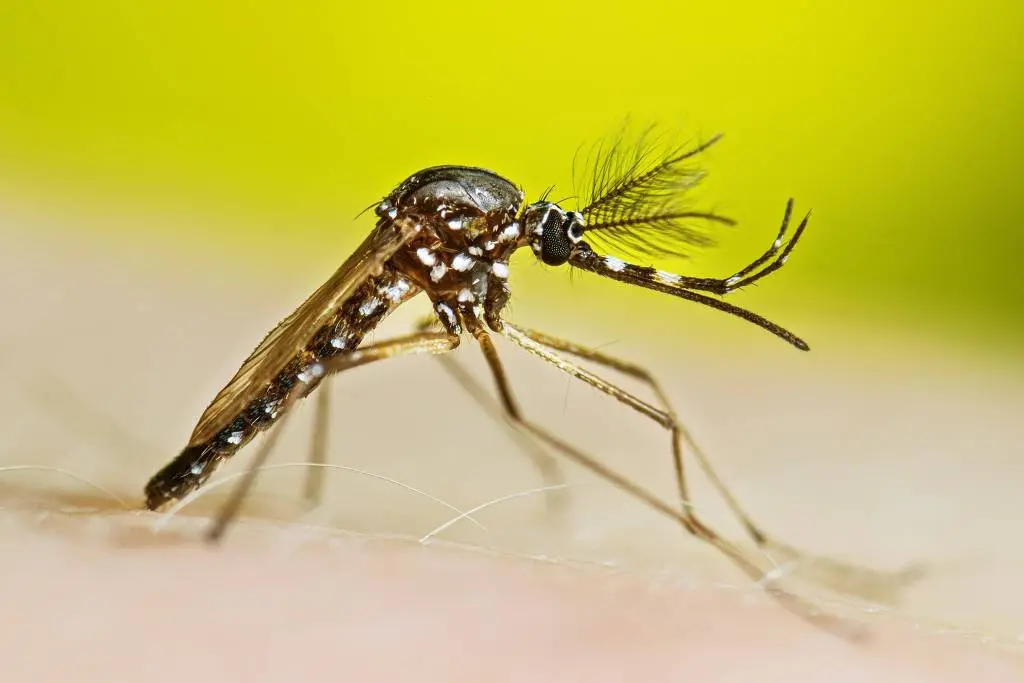 Aedes aegypti, o mosquito da dengue: testes para encontrar medicamento que ajude a conter avanço da doença, cujo número de vítimas fatais supera as estatísticas em relação à covid-19 | Foto: Ministério da Saúde/Divulgação