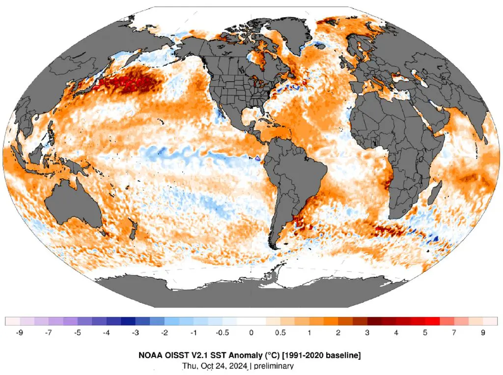 Anomalia global de temperatura da superfície do mar em 24 de outubro mostra sinal de La Niña fraca no Pacífico Equatorial. Evento ainda não foi oficialmente confirmado | Foto: Reprodução/Climate Change Institute, University of Maine
