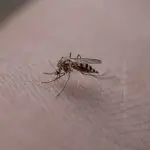 Mosquito doenças infecciosas