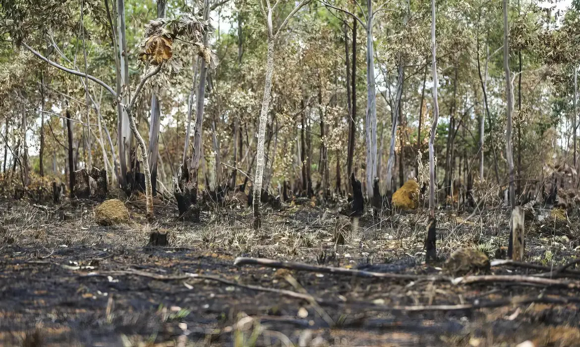 Além do Pantanal, a PF e o Ibama buscam culpados pelo fogo que destruiu parte da vegetação nos Estados do Pará e do Amazonas: investigações já alcançaram pessoas físicas e jurídicas que terão de pagar quase R$ 90 milhões em multas | Foto: Joédson Alves/Agência Brasil