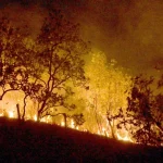 A AGU estima que cerca de 5 mil hectares de vegetação tenham sido devastados por queimadas | Foto: Reprodução/Agência Brasil