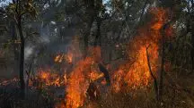 Os dados de incêndios florestais e queiamdas foram apresentados na 29ª Conferência das Partes (COP29) em Baku, Azerbaijão
