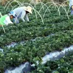 A proposta abre espaço para que os países trabalhem juntos para enfrentar os desafios globais e se tornem grandes potências no agro | Foto: Valter Campanato/Agência Brasil