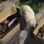 Agitação de cadela despertou a atenção de policiais que perceberam existência de uma caixa de papelão com cinco filhotes dentro: crime de abandono em bairro de Curitiba | Foto: Reprodução/Redes sociais