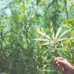 O projeto busca explorar não apenas o uso da cannabis medicinal, mas também suas aplicações industriais | Foto: Jcomp/Freepik