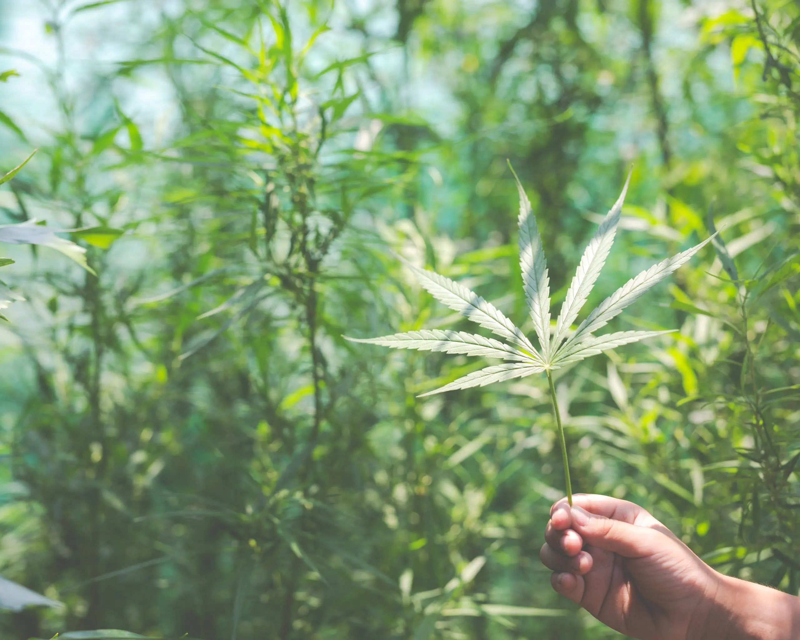 O projeto busca explorar não apenas o uso da cannabis medicinal, mas também suas aplicações industriais | Foto: Jcomp/Freepik