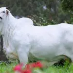 Carina FIV do Kado
