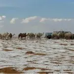 Neve no deserto da Arábia Saudita | Foto: Saudi Press Agency/Divulgação