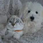 Senado aprova cadastro de animais domésticos, e internautas especulam possibilidade de um novo imposto