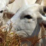 A Dinamarca vai implementar o primeiro imposto do mundo sobre emissões agrícolas, incluindo a flatulência do gado