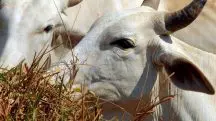A Dinamarca vai implementar o primeiro imposto do mundo sobre emissões agrícolas, incluindo a flatulência do gado