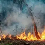 Incêndio atinge a Terra Indígena TI Anambé, no nordeste do Pará | Foto: Reprodução/Redes sociais