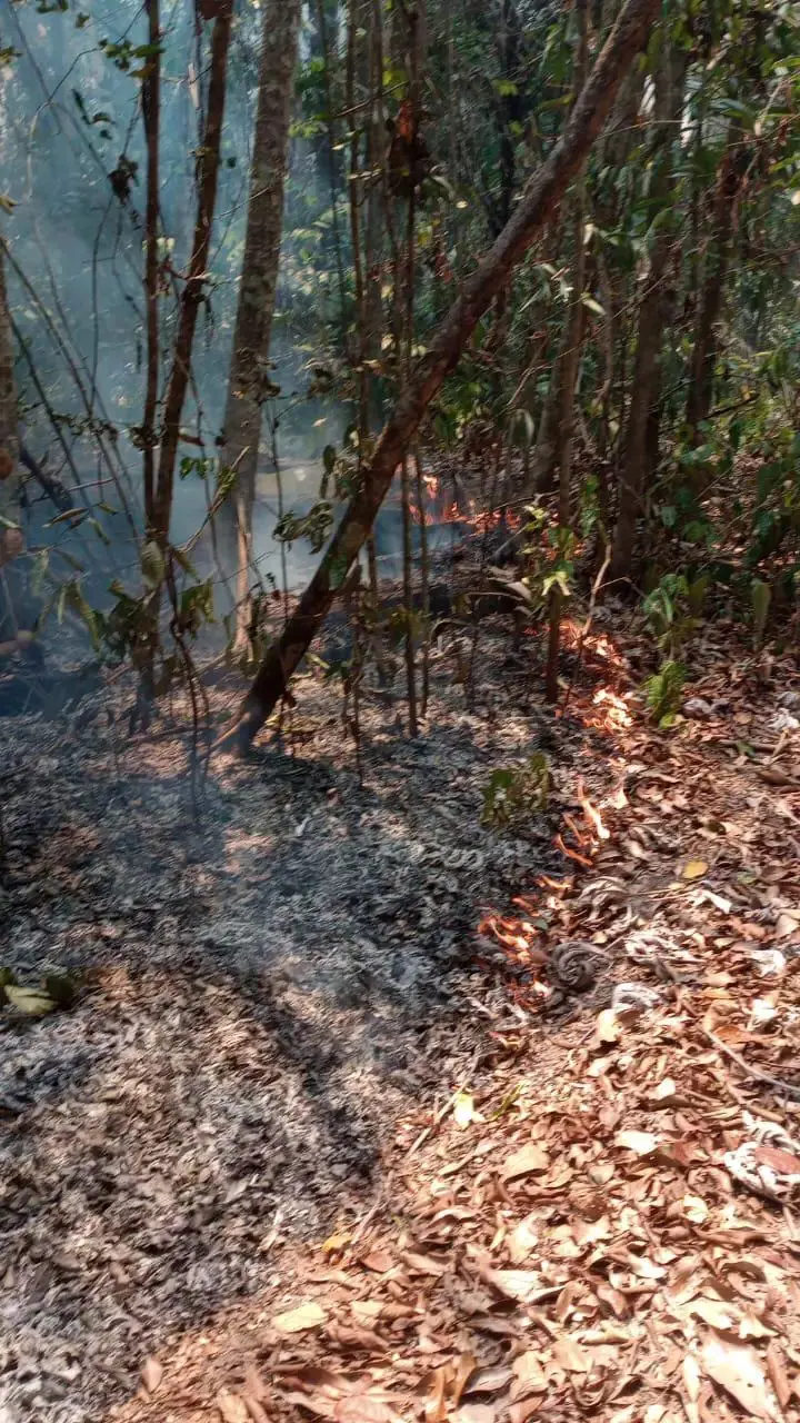 Incêndio atinge a Terra Indígena TI Anambé, no nordeste do Pará | Foto: Reprodução/Redes sociais