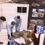 Desafio de cientistas é desvendar qual seria a idade do bebê mamute: restos descobertos antes de serem devorados por predadores | Foto: Reprodução/Twitter/X