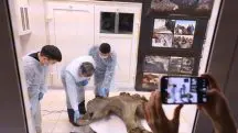 Desafio de cientistas é desvendar qual seria a idade do bebê mamute: restos descobertos antes de serem devorados por predadores | Foto: Reprodução/Twitter/X