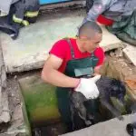 Momento em que cachorro é resgatado por bombeiros