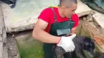 Momento em que cachorro é resgatado por bombeiros