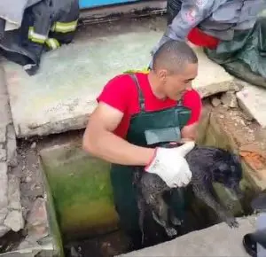 Momento em que cachorro é resgatado por bombeiros