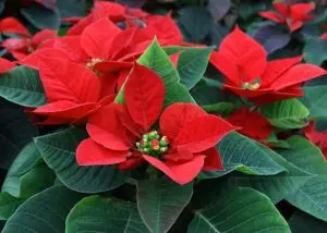 Flor-de-Natal Flor de Natal