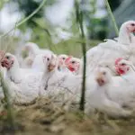 Gripe aviária Califórina estado de emergência