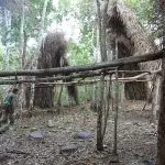 Comunidade Massaco, que vive isolada em Rondônia: imagem de cabanas temporárias para caça e coleta na floresta | Foto: Funai