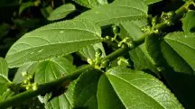 crindiúva - canabidiol - cannabis