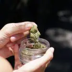 Homens morrem veneno de morcego plantação de maconha