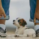 Pessoa com seu animal de estimação, em alusão à matéria que informa que Lula sancionou, com veto, lei que cria cadastro nacional de animais domésticos