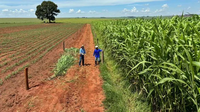sistema diamantino - a força do agro - 03122024