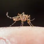 A dengue, transmitida por mosquitos, é a arbovirose mais disseminada globalmente | Foto: Jcomp/Freepik