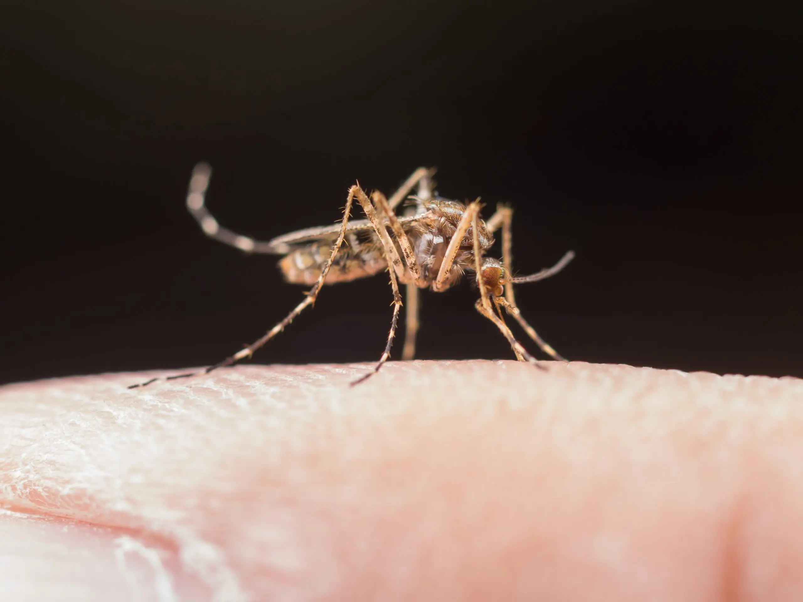 A dengue, transmitida por mosquitos, é a arbovirose mais disseminada globalmente | Foto: Jcomp/Freepik