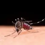 Sorotipo 3 da dengue: aumento nos Estados de São Paulo, Minas Gerais, Amapá e Paraná | Foto: Reprodução/Redes sociais