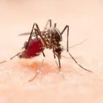 Em 2024, por exemplo, o Brasil registrou um recorde de 6,6 milhões de casos prováveis de dengue, o que resultou em 6 mil mortes | Foto: Jcomp/Freepik
