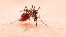 Em 2024, por exemplo, o Brasil registrou um recorde de 6,6 milhões de casos prováveis de dengue, o que resultou em 6 mil mortes | Foto: Jcomp/Freepik