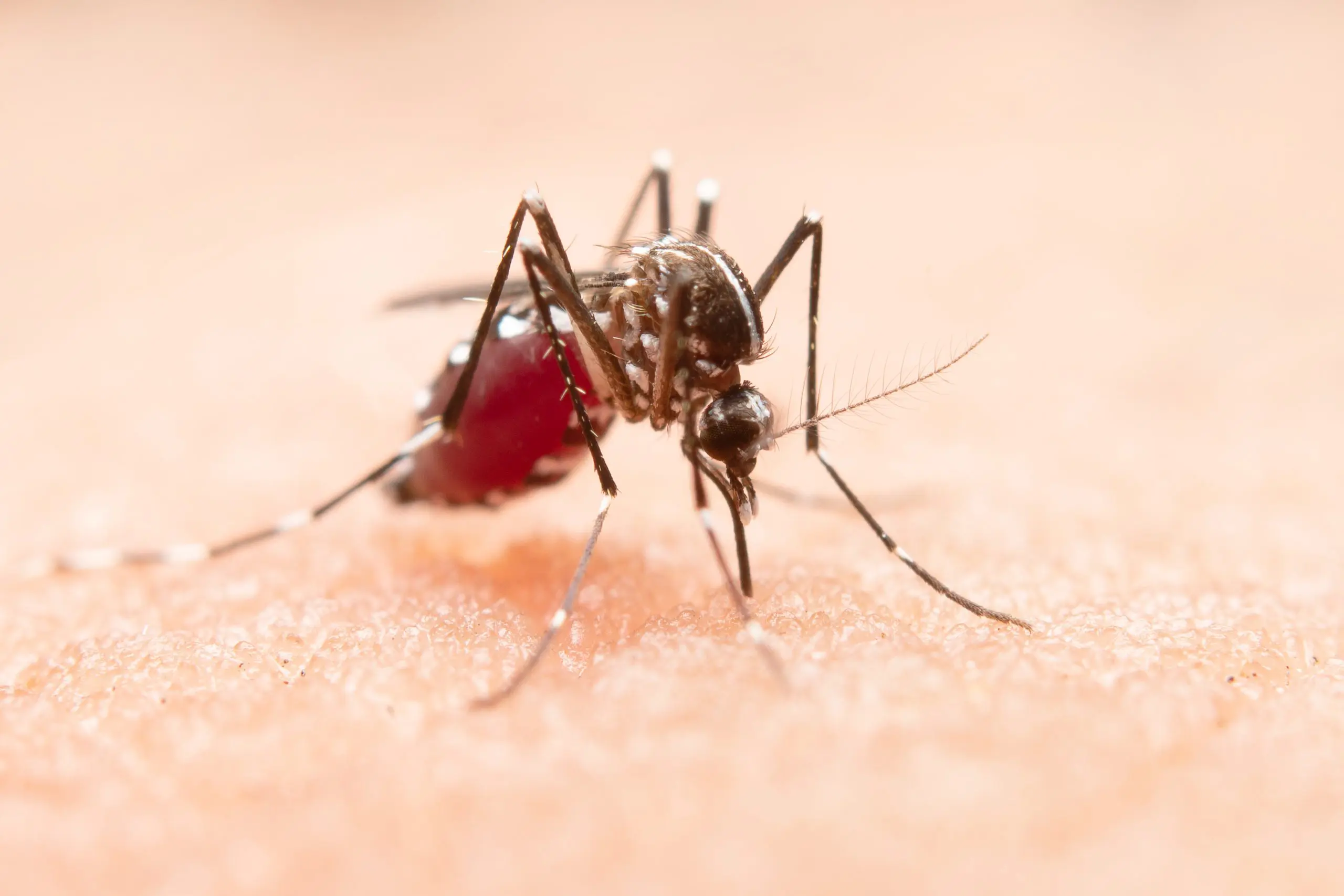 Em 2024, por exemplo, o Brasil registrou um recorde de 6,6 milhões de casos prováveis de dengue, o que resultou em 6 mil mortes | Foto: Jcomp/Freepik